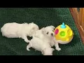 From Warming Box to First Steps Ruby s Puppies Are On the Move Blue Boy Escapes Scares Me