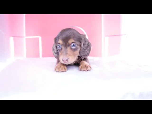 動画