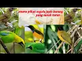 Download Lagu suara pikat segala jenis burung kebun