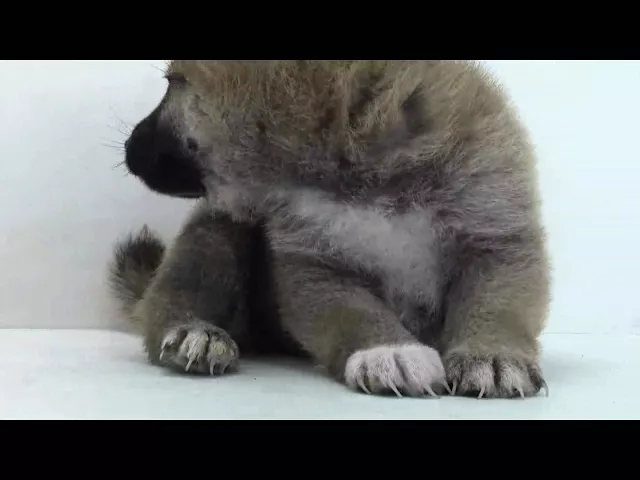 動画