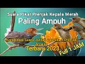 Download Lagu Suara pikat prenjak kepala merah terbaru Suara prenjak betina + suara panggilan anakan prenjak