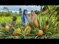 Lagu Memetik Nanas Jumbo untuk Bikin Croissant isi Nanas yang Bikin Nagih | Kampung Halaman