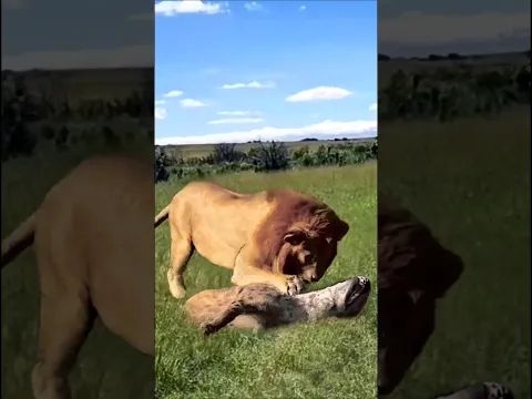 Lion's reaction was devastating... Hyena commit a big mistake