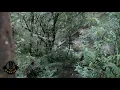 HEES | Haab Haabad | Maxamed Cabdullaahi Gujis |▪︎Original | Lyrics