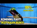 Download Lagu PASTI NYAUT ❗ Pancingan KONIN GACOR ini ampuh bikin KOLIBRI NINJA lain ikut rajin bunyi
