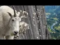 HOW and WHY do they do this Mountain GOATS Gravity Doesn t Work on Them