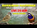 Download Lagu 🔴 CUCAK CUNGKOK GACOR VS GEREJA TARUNG GACOR - KOMBINASI MASTERAN MEWAH FULL TEMBAKAN LIVE 24JAM!