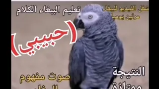 تعليم الببغاء كلمة حبيبي  تعليم الببغاء كلمة حبيبي
