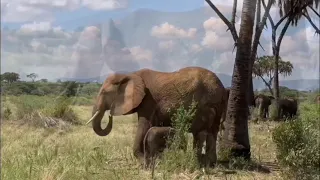 New Born Baby Elelephant Found In Samburu 