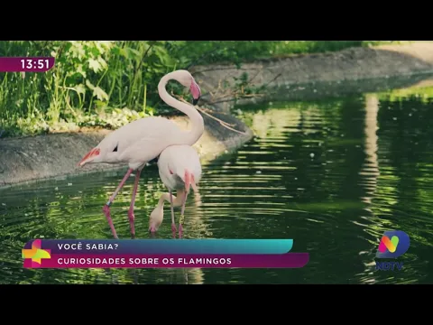 Você Sabia? Veja curiosidades sobre os flamingos