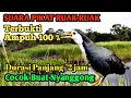 Download Lagu Suara Pikat Ruak-Ruak || Terbukti Ampuh || Cocok Buat Nyanggong