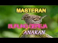 Download Lagu Burung Gereja Anakan Gacor@azzulfachannel5520