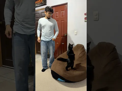 Mi gata se puso rara