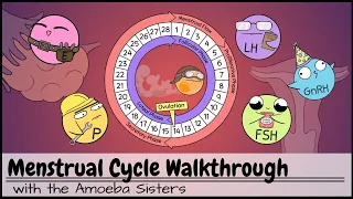 Menstrual Cycle Walkthrough Phases Hormonal Regulation 