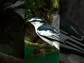 Download Lagu Suara burung Kapasan Kemiri