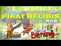 Download Lagu 🔵 Suara Pikat Belibis Kembang || Terbaru