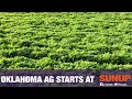 Managing Pests in Alfalfa 21