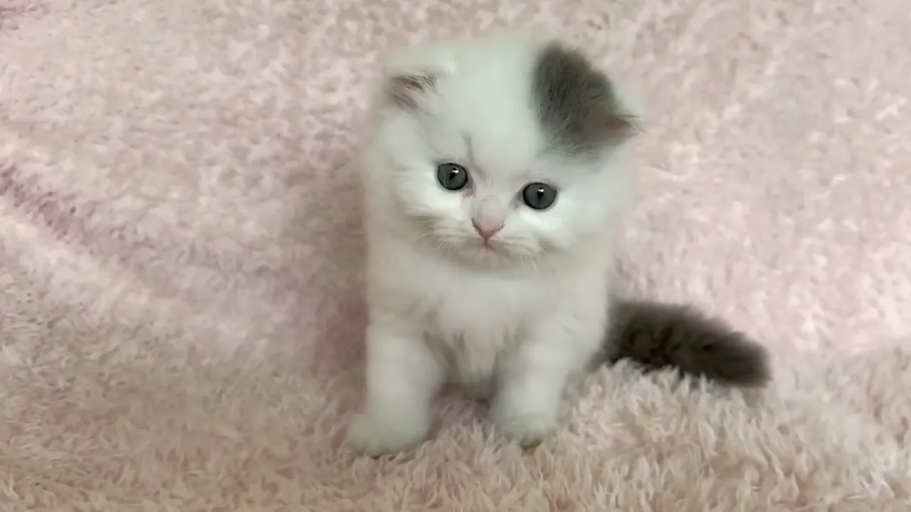 動画