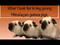 Looking at my young Himalayan Guinea pigs to keep for showing or breeding