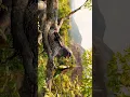 movie The jungle book IMDB Rating Genre Adventure Drama Fantasy Jon Favreau release year 2016