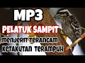 Download Lagu Mp3 Pikat Burung Pelatuk Sampit Kejepit