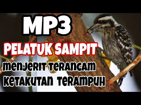 Download MP3 Mp3 Pikat Burung Pelatuk Sampit Kejepit