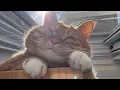 Download Lagu 😂 Funniest Cats Videos 😺🐶 || 🥰😹 Hilarious Animal Compilation №806