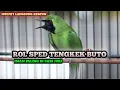 Download Lagu CUCAK HIJAU ISIAN TENGKEK BUTO