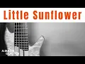 Download Lagu Little Sunflower - Jack Casey Bass Guitar - A Bass Guy Show