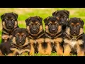 How To Choose The Right German Shepherd Puppy From A Litter