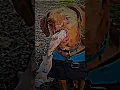 Download Lagu Respect To This Dog! 😢 #shorts #sad #emotional  #short #fyp #respect #dog