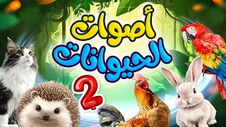 أصوات الحيوانات       طيور بيبي             دندنها