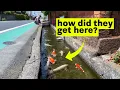 Download Lagu How did Japan's sewers turn into aquariums?