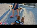 Download Lagu So excited to meet hooman #2 puppies!!