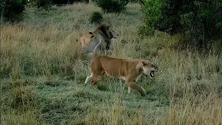 Lionesses refuse to accept Male lions new partner