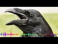 Download Lagu Dj Salah Apa Aku, Terbaru 2019 versi burung gagak joos