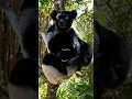 Download Lagu The largest lemur in the world || Indri lemur
