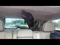 Hank the German Shorthaired Pointer Loves Howling