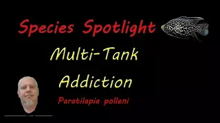 Download Starry Night Cichlid | Species Spotlight MP3