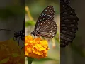 Download Lagu beautiful butterfly I colorful insect