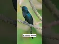 kedasih hitam #kedasih #burungmerdu #burungkicaudialamliar #birds #burungsuaramerdu #kicaumania