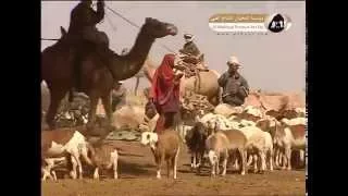 سلسلة نقطة ضوء قبيلة الكبابيش 