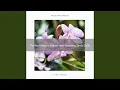 Download Lagu Energi Kristal dari Suara Hutan Jernih