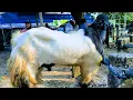 Download Lagu 1.200 !! Jantan Jumbo Sisa Qurban \u0026 Babon Anak Harga Murah !! Pasar Kambing Jatirogo