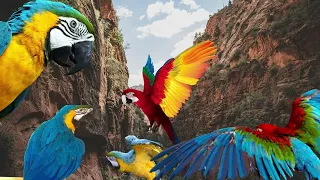 Download suara burung macaw bergambar untuk anak anak biar anteng MP3