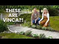 Download Lagu Waarom deze kleine bloemen tuinsupersterren zijn