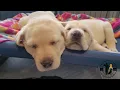 Mutts With A Mission Oakie s Litter born 3 31 2022