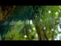 Regen in de natuur: regen klinkt om in slaap te vallen (6 uur) natuurgeluiden in 4K