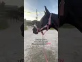 Download Lagu “I love u till the day that i die!” 🩷 #horse #equestrian #horseenthusiast #blowup #viralvideo