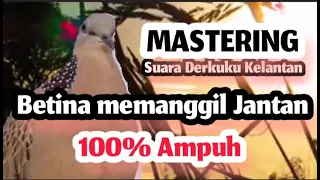 Download Mastering Suara Derkuku Kelantan BETINA MEMANGGIL JANTAN | 100% Ampuh MP3